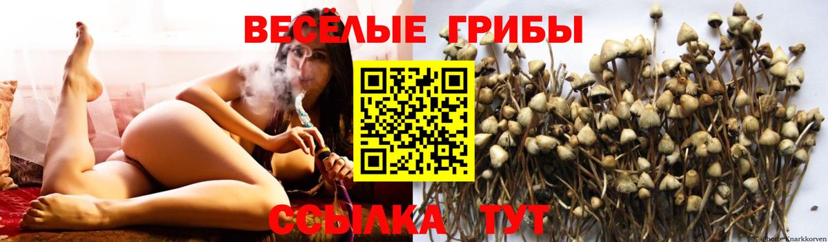 Гагарин  Псилоцибиновые грибы прущие грибы  Вход с VPN 
